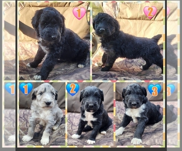 Medium Photo #1 Aussiedoodle Puppy For Sale in WINSTON SALEM, NC, USA
