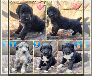 Aussiedoodle Puppy for sale in WINSTON SALEM, NC, USA