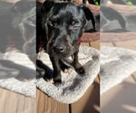 Small Photo #3 Labrador Retriever-Unknown Mix Puppy For Sale in Boston, MA, USA