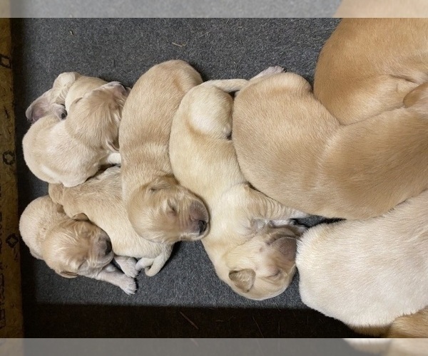 Medium Photo #5 Golden Retriever Puppy For Sale in RILEYVILLE, VA, USA