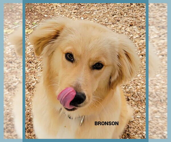 Medium Photo #1 Golden Retriever Puppy For Sale in Granbury, TX, USA