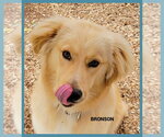 Small Golden Retriever