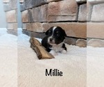 Small #4 Miniature Australian Shepherd