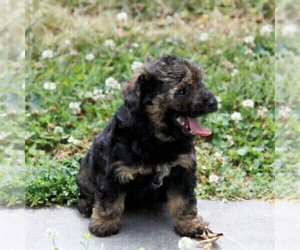 Medium Photo #4 -Havanese Mix Puppy For Sale in DANVILLE, PA, USA