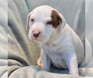 Labrador Retriever-Unknown Mix Dogs for adoption in San Diego, CA, USA