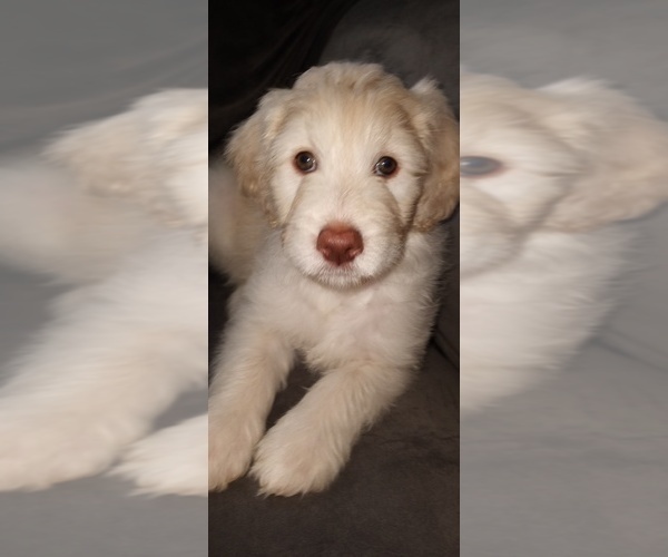 Medium Photo #2 Labradoodle Puppy For Sale in BROWNINGS CORNER, KY, USA