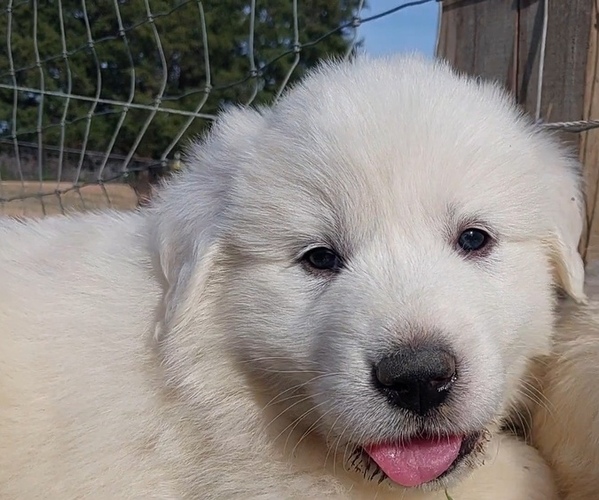 Medium Photo #1 Great Pyrenees Puppy For Sale in BEE SPRING, KY, USA