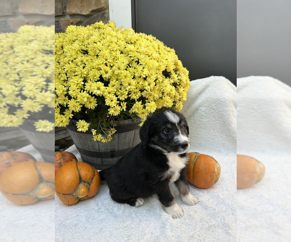 Medium Photo #3 Bordoodle Puppy For Sale in NEW HAVEN, IN, USA