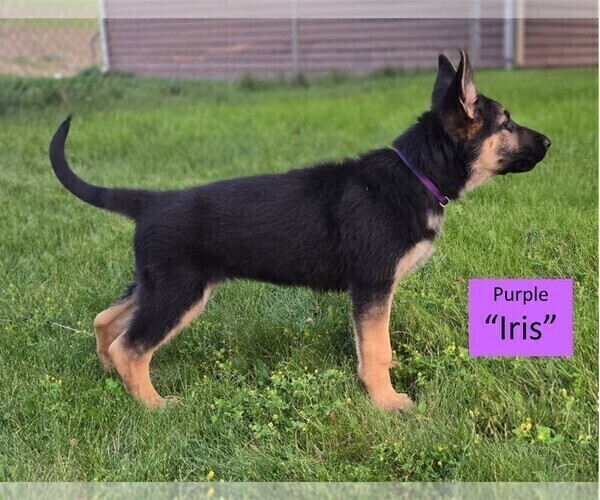 Medium Photo #6 German Shepherd Dog Puppy For Sale in CLEARWATER, FL, USA