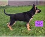 Small Photo #6 German Shepherd Dog Puppy For Sale in CLEARWATER, FL, USA