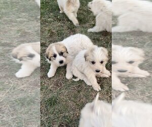 Great Pyrenees Puppy for sale in FALCON, CO, USA
