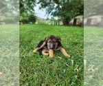 Small Photo #4 German Shepherd Dog Puppy For Sale in NICHOLASVILLE, KY, USA
