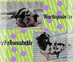 Small Photo #5 Great Dane Puppy For Sale in MERCER, PA, USA