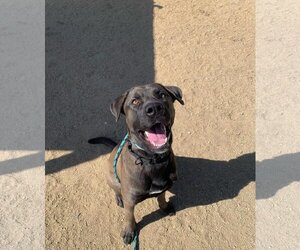 Mastador Dogs for adoption in Incline Village, NV, USA
