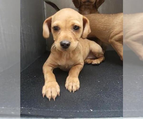 Medium Photo #1 Chihuahua Puppy For Sale in San Antonio, TX, USA