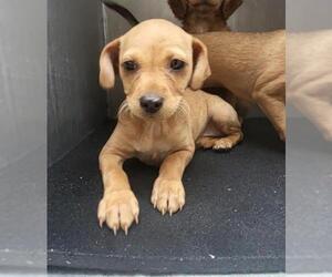 Chihuahua Dog for Adoption in San Antonio, Texas USA