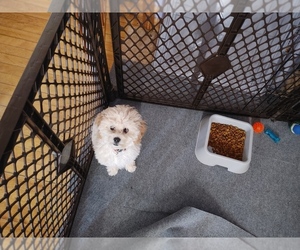 Poodle (Toy) Puppy for sale in WORCESTER, MA, USA