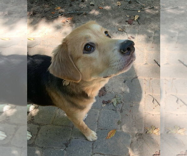 Medium Photo #4 Beagle-Unknown Mix Puppy For Sale in Mooresville, NC, USA