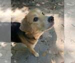 Small #3 Beagle Mix