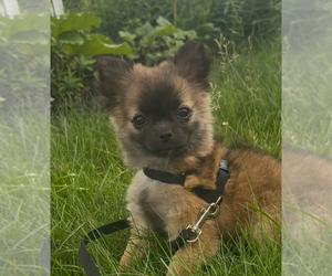 Chihuahua Puppy for sale in EAU CLAIRE, WI, USA