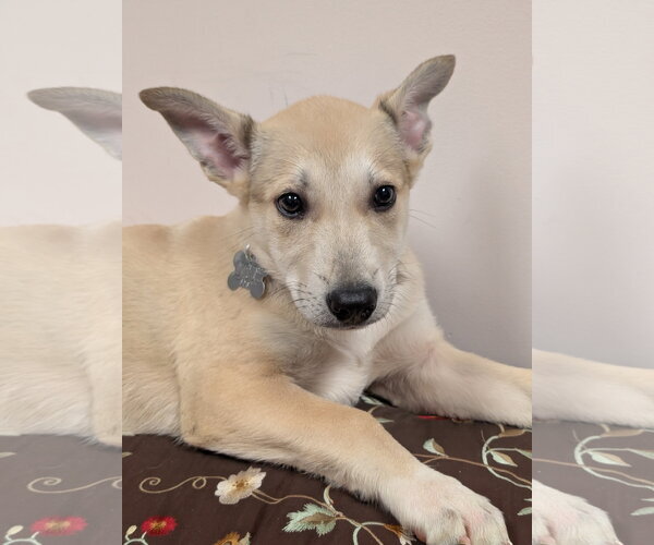 Medium Photo #1 Mutt Puppy For Sale in Holly Springs, NC, USA