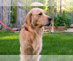 Small #2 Golden Retriever