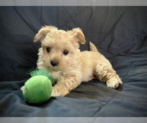 Morkie Puppy for sale in CONWAY, SC, USA