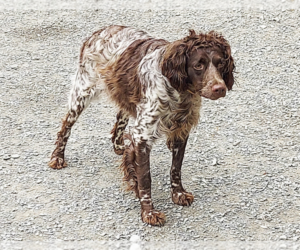 Medium Photo #1 Brittany Puppy For Sale in BLOSSBURG, PA, USA