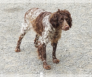 Mother of the Brittany puppies born on 06/20/2025