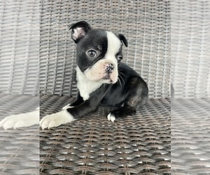 Boston Terrier Puppy for sale in CHARLOTTESVILLE, VA, USA