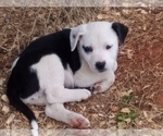 Small Photo #12 American Pit Bull Terrier-Labrador Retriever Mix Puppy For Sale in MOORESBORO, NC, USA
