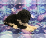 Small Photo #6 Poodle (Standard) Puppy For Sale in JOICE, IA, USA