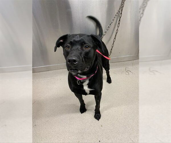 Medium Photo #1 Labrador Retriever-Unknown Mix Puppy For Sale in Fairbanks, AK, USA