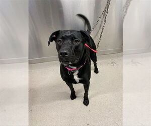 Labrador Retriever-Unknown Mix Dogs for adoption in Fairbanks, AK, USA
