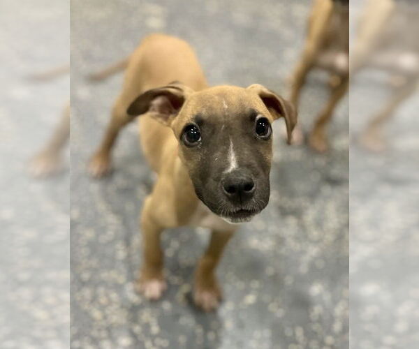 Medium Photo #1 American Pit Bull Terrier-Labrador Retriever Mix Puppy For Sale in Brewster, NY, USA