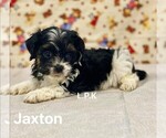 Image preview for Ad Listing. Nickname: Tiny Jaxton