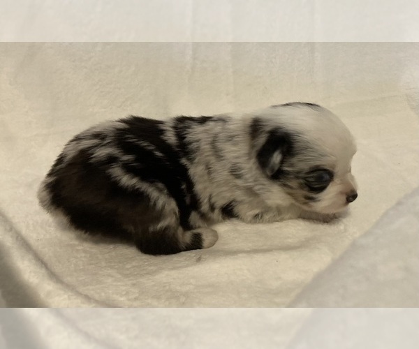 Medium Photo #5 Miniature Australian Shepherd Puppy For Sale in FORT MORGAN, CO, USA