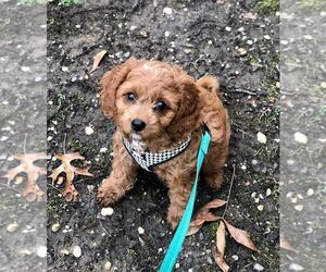 Cavapoo Puppy for sale in ONONDAGA, MI, USA