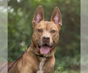 Mutt Dogs for adoption in Marina Del Rey, CA, USA