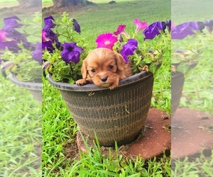 Cavalier King Charles Spaniel Puppy for sale in WENTWORTH, MO, USA