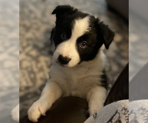 Border Collie Puppy for sale in EDMOND, OK, USA
