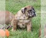 Small #4 Bulldog