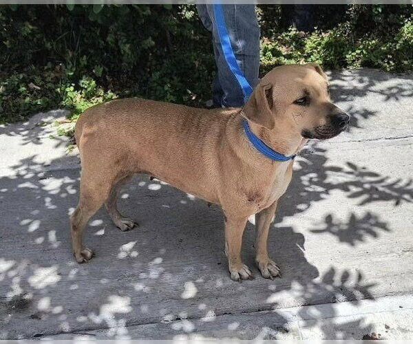 Medium Photo #4 Labrador Retriever-Unknown Mix Puppy For Sale in New York, NY, USA