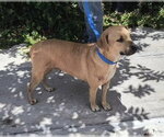 Small #3 Labrador Retriever Mix