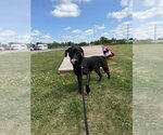 Small #3 Affenpinscher Mix
