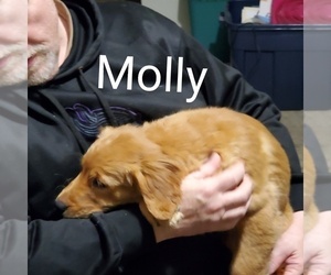 Mother of the Golden Retriever puppies born on 10/28/2025