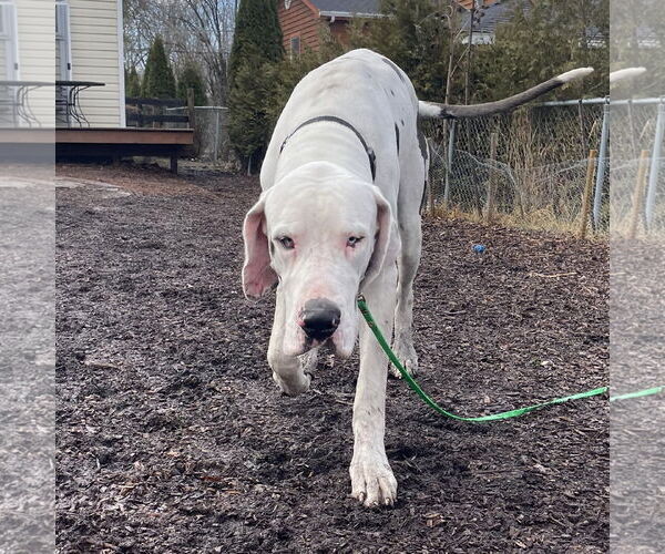 Medium Photo #7 Great Dane Puppy For Sale in Techny, IL, USA
