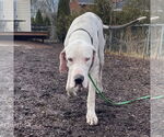 Small #6 Great Dane