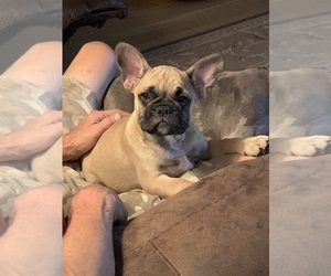 French Bulldog Puppy for sale in WHITEWATER, WI, USA