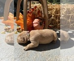 AKC Golden Retr - Male Golden Retriever Puppy for Sale - Photo #4